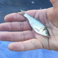 فیتوفاگ برای پرورش شارژ شد