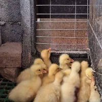 جوجه قوغاز و بوقلمون