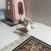 کفتر چادری