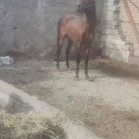 اسب جس یورقه