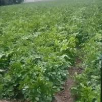 اجاره زمین کشاورزی قطره ای موتورش دانگ|اجارهٔ دفتر صنعتی، کشاورزی، تجاری|عنبرآباد, |دیوار