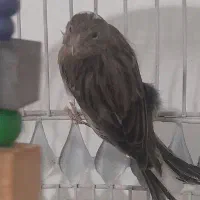 قناری ماده ۱ساله