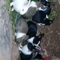 بچه خرگوش