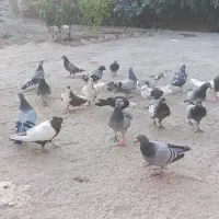 سبز پولکی