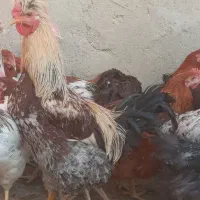 ۴۵ عدد خروس درجه یک