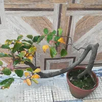 بنسای|گل و گیاه طبیعی|تهران, اکباتان|دیوار