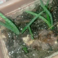 آلورا|گل و گیاه طبیعی|سنندج, |دیوار