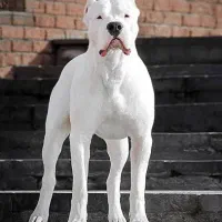 داگو اصیل وارداتی