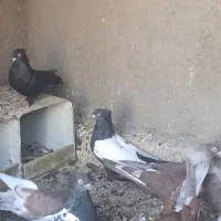 کبوتر نر سینه ای