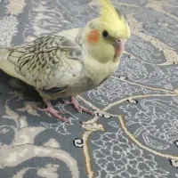 عروس هلندی گمشده