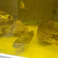 فروش ماهی اسکار