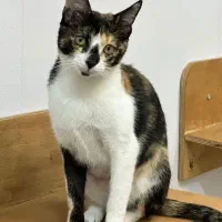 واگذاری گربه عقیم شده