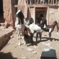 نر بز گلابی و پاکستانی