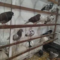 کفتر|پرنده|قم, آزادگان|دیوار