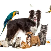 باغ پرندگان رهنان