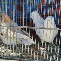 گنجه بری حیون پرشی|پرنده|گلستان (تهران), |دیوار