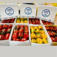 جعبه فلفل صادراتی کارتن پلاست