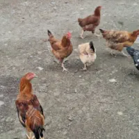 مرغ خروس غاز اردک محلی