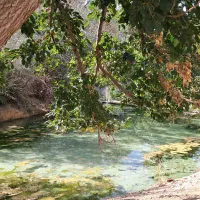 فروش-باغ-بادام-و-گردو