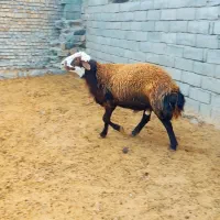 قوچ افشار