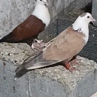 کفتر مخمل