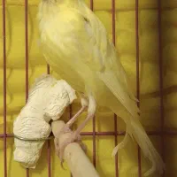 دوعدد جوجه قناری