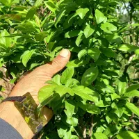 نهال درخت گوجه سبز سه ساله پیوندی