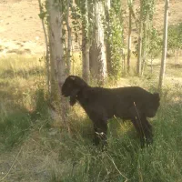 قوچ اصل ترکی روزگاری|حیوانات مزرعه|فریدونشهر, |دیوار