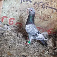 کبوتر طوقی و سار ۸۰۰۰۰۰۰تومان|پرنده|گنبد کاووس, |دیوار