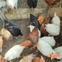 جوجه مرغ خروس نیمچه۴ماهه محلی بومی گلپایگان و سفید