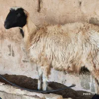 ۲ راس میش.. بره دار و ابسن|حیوانات مزرعه|شیراز, شاپورجان|دیوار