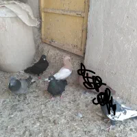 چندتا کبوترفروشی|پرنده|بندر ماهشهر, |دیوار