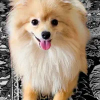 سگ پامرانین روباهی