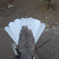 کله ای و دم سفید