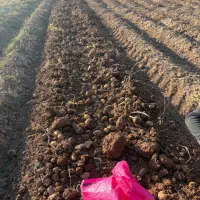 سیب زمینی|عمده‌فروشی|فرمهین, |دیوار