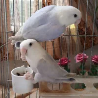 ۲ عدد کوتوله مارال سفید یاسی یک و نیم ساله|پرنده|قم, تولید دارو و یخچال|دیوار