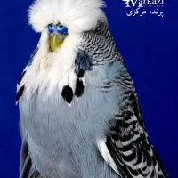 خرید و فروش انواع مرغ عشق خاص 24 ساعته