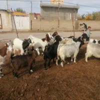 20 راس بز دو رگ