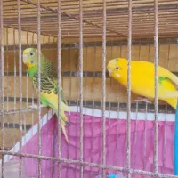 عروس هلندی ومرغ عشق|پرنده|اصفهان, بهارستان|دیوار