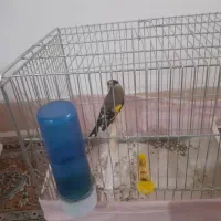 سره چهار گل درشت قرص خون