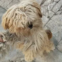 سگ شیتزو نر1ساله.