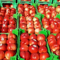 شلیل حسن پور پیش رس در گلخانه فرو انی