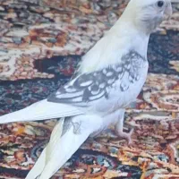 عروس هلندی سفید پشدار|پرنده|ری, ولی آباد|دیوار