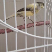 قناری خوش رنگ