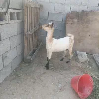 گیسه بربری آبستن ۳ ماه|حیوانات مزرعه|بندرعباس, |دیوار