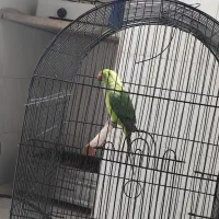 ملنگونر باهوش|پرنده|قم, نیروگاه|دیوار