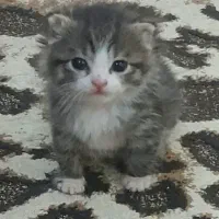 گربه دوماهه سالم خوشگل تمیز