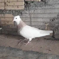 ماده طوقی|پرنده|خمینی‌شهر, |دیوار