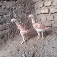 جوجه فروشی فوری|حیوانات مزرعه|فاضل آباد, |دیوار