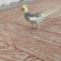 عروس هلندی نر اروم